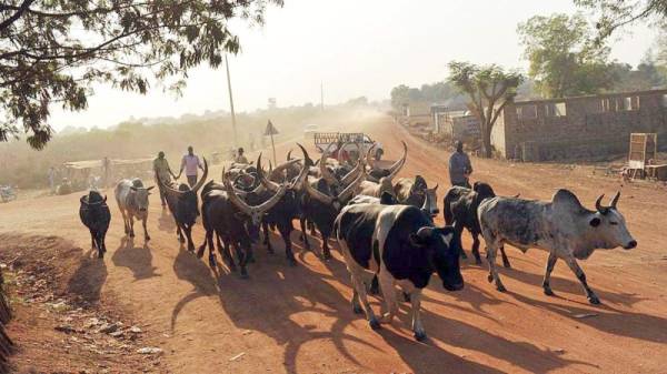 مهرها 40 بقرة.. نهاية مأساوية لفتاة رفضت الزواج من ستيني 