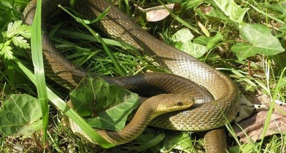 وفاة مسن بعد تبادل العض مع ثعبان