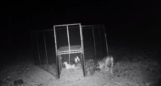 بالفيديو.. مواطن يضع خطة ذكية لاصطياد ذئب يأكل قلوب الماشية في المدينة 