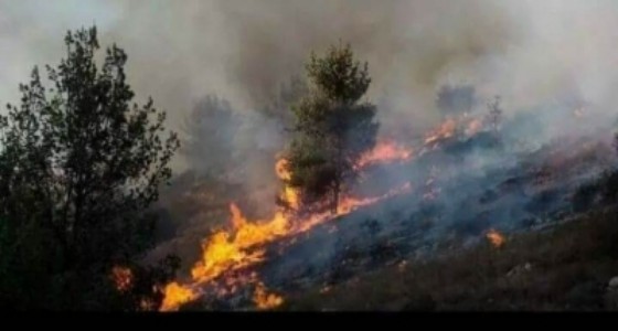 خراب ودمار.. تركيا تحرق غابات ومزارع عفرين السورية