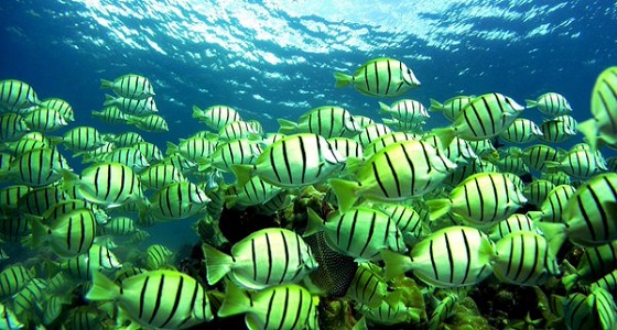 وكالة أمريكية تدرس استخدام الأسماك في التجسس