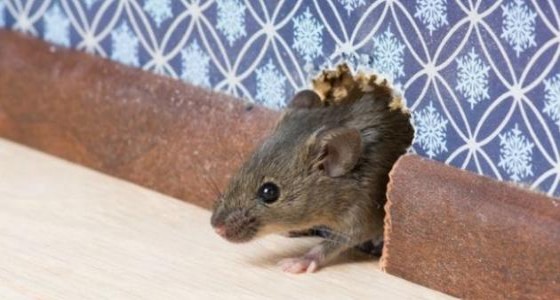 سيدة تطلب الخلع من زوجها بسبب ” فأر “