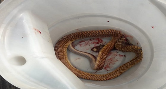 ثعبان ” كوبرا ” يفتك برب أسرة ويصيب ابنته بالباحة