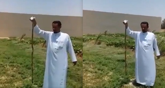 بالفيديو.. مزارع يتفاجأ بخروج الأفاعي داخل مزرعته بالدلم بسبب الحرارة