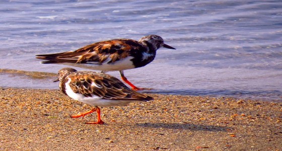 بالصور.. قصة مواطن يتحدى الصعاب ليصور الطيور