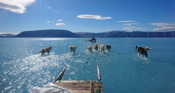 رصد ذوبان الجليد بكلاب تمشي على الماء