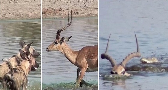 بالفيديو والصور.. لحظة حصار غزال ينتفض ارتعاشا بين أنياب تمساح ومخالب كلاب برية