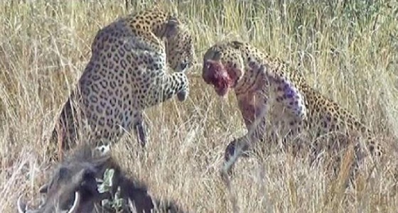 بالفيديو.. نشوب معركة طاحنة بين فهدين لنزاعهم على فريسة