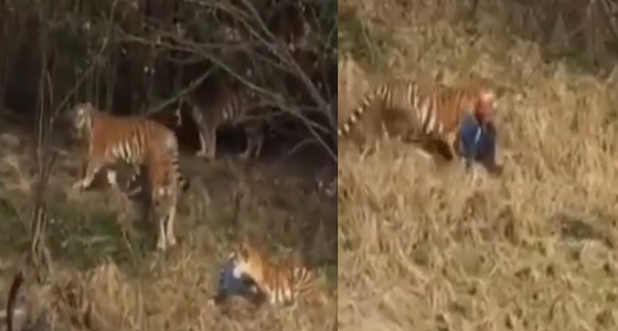 بالفيديو.. فشل في التصويب على النمور بالنار وراح فيها زميله