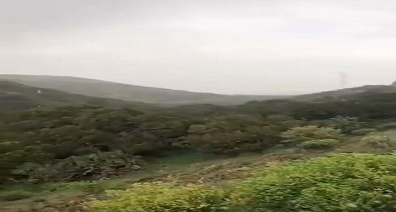 بالفيديو.. هطول الأمطار على سودة في عسير