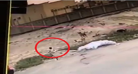 بالفيديو.. كلاب ضالة تهاجم طفلا وتصيبه بجروح بليغة بالأحساء
