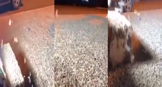 ” فيديو ” يوثق توافد أسراب جراد بأحجام مختلفة بجلاجل