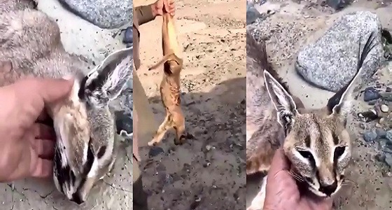 رجل يوثق اصطياد حيوان بري رغم تحذيرات النيابة العامة