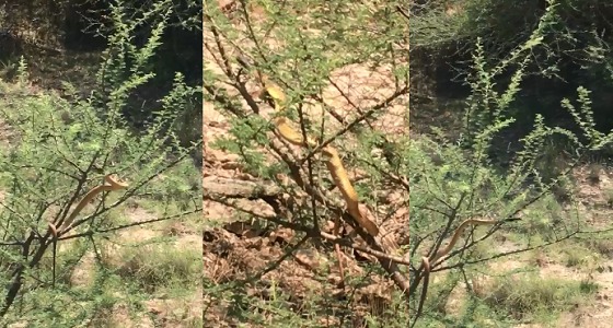 بعد فتكه بمواطن وفي أقل من 24 ساعة.. ثعبان كوبرا آخر بالباحة ” فيديو “