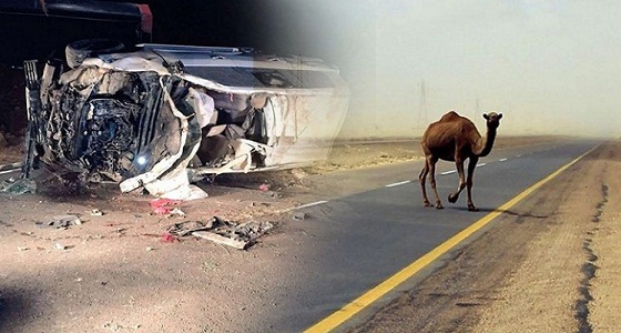 وفاة شاب بعد اصطدام سيارته بجمل سائب في بريدة