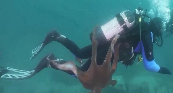 بالفيديو.. أخطبوط ضخم يهاجم غواص في المحيط الهادي