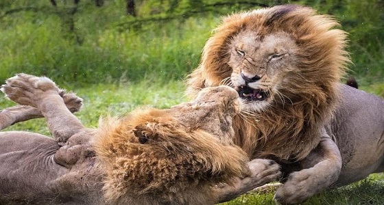 بالصور.. صراع شرس بين أسدين بسبب لبوة