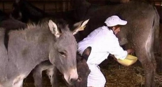 1130 دولار للكيلو.. السبب وراء غلاء جبن ” الحمير ” في العالم 