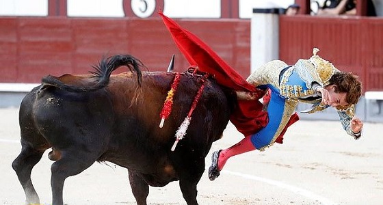 بالفيديو.. ثور يغرز قرونه بقدم مصارع داخل الحلبة