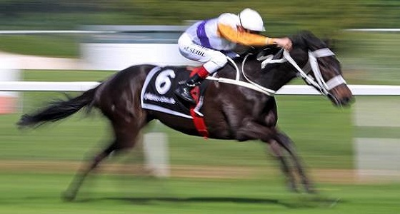 بالفيديو.. حصان جامح يركض بسرعة جنونية ” ويلقي بـ ” فارسه ” أرضا