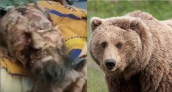 مفاجأة صادمة عن واقعة هجوم دب مفترس على رجل