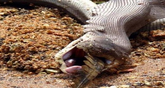 بالصور.. مشاهد مرعبة لأفعى تبتلع تمساحا بأكمله