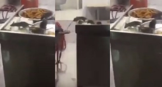 بالفيديو.. فئران تتنقل على الوجبات في أحد مطاعم المدينة.. ومطالب بسرعة إغلاقه