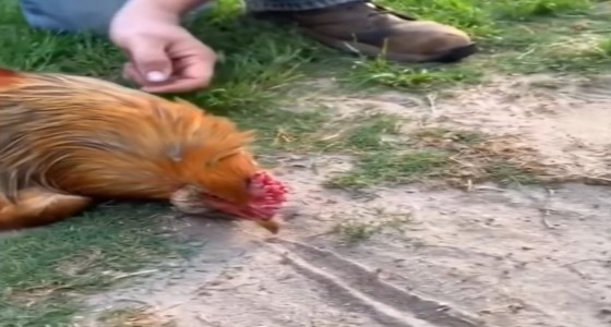 بالفيديو.. سبب مذهل لتخشب الدجاج عند رسم خط مستقيم أمام منقاره