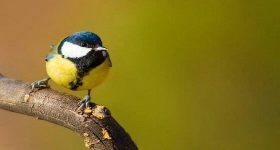 التغير المناخي يهدد بخطر الانقراض الجماعي للطيور