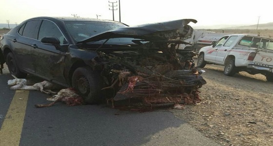 بالفيديو والصور.. دهس العديد من الأغنام إثر حادث على طريق الهدى