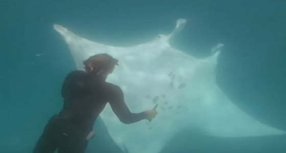 بالفيديو.. ” شيطان البحر ” يتعرف على أحد الغواصين ويطلب مهمة خطيرة