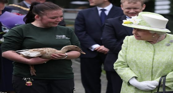 بالصور.. بطة تحطم القواعد الملكية وتسير بجانب الملكة إليزابيث