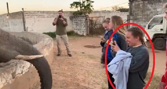 بالفيديو.. ” فيل ” يهاجم سائحة لمحاولتها إلتقاط صورة له