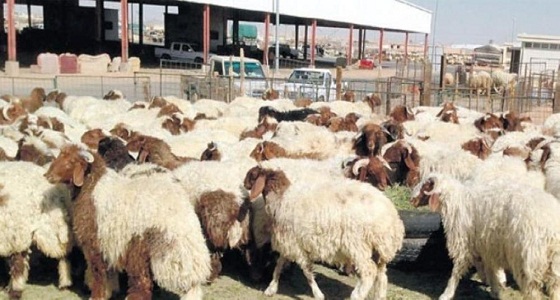 النيابة: مخالفات بيع سندات الهدي والأضاحي من الجرائم الموجبة للتوقيف