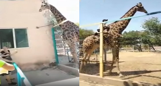 بالفيديو.. رجل مخمورا يتسلق زرافة بحديقة حيوان