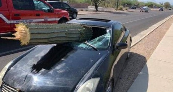 شجرة صنوبر تخترق سيارة.. والسائق ينجو من الموت بأعجوبة