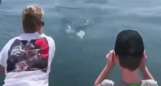 بالفيديو.. سمكة قرش تتسبب بفزع سياح أثناء رحلة صيد