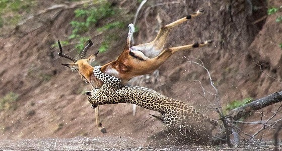 دهاء وسرعة.. فيديو مثير يسجل لحظة صيد أنثى فهد لظبي في الهواء