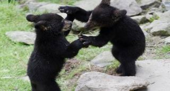 فيديو طريف لدب ينتقم لصغاره بعدما أخافهم أصحاب منزل