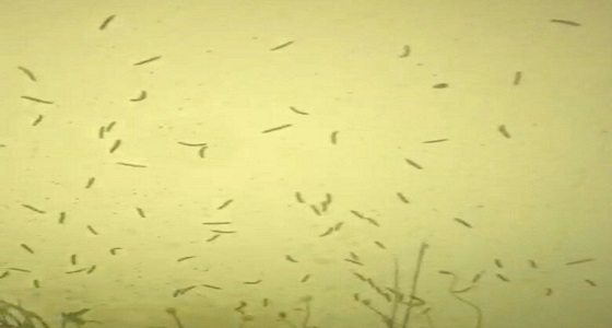 بالصور.. هجوم شرس للديدان على المنازل في العارضة بجازان