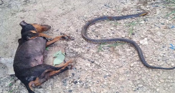 أحدهما فقد حياته والآخر عينيه.. كلبان ينقذان طفلة من أفعى قاتلة ” فيديو “