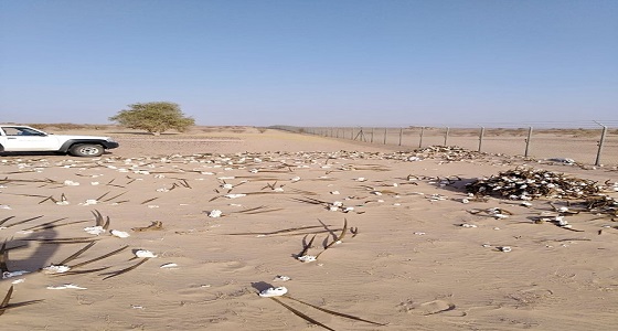 ” الحياء الفطرية ” تكشف حقيقة الصورة المخيفة لجماجم ظباء نادرة بإحدى المحميات