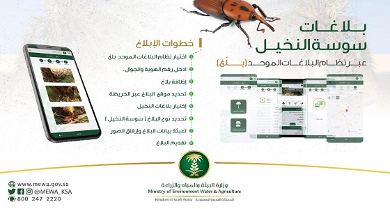 ” البيئة ” تدعو للإبلاغ عن سوسة النخيل الحمراء عبر نظام ” بلِّغ ” الموحّد