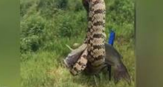 أفعى عملاقة تصارع صيادا على سمكة.. ” أصيبت بجروح “