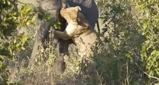 بالفيديو.. أسد يهاجم فيل في محمية طبيعية 