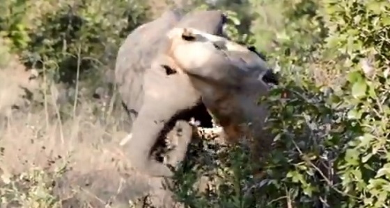 بالفيديو.. فيل يتعارك مع لبؤة ثم يفر هاربا  