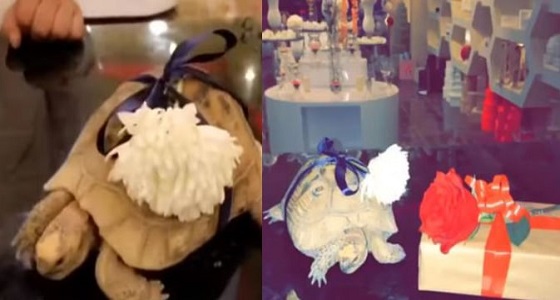 بالفيديو.. مواطن يطلب تزيين سلحفاة ليقدمها هدية لزوجته