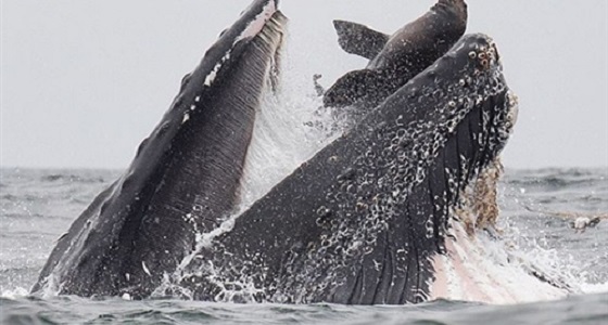 ابتلاع حوت أحدب لأسد بحر في مشهد نادر 