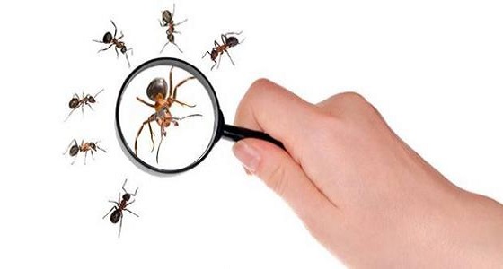 تخلصي من النمل في منزلك بالليمون والثوم