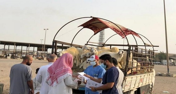 الأمن العام يحذر من نقل المواشي إلى مكة والمشاعر المقدسة